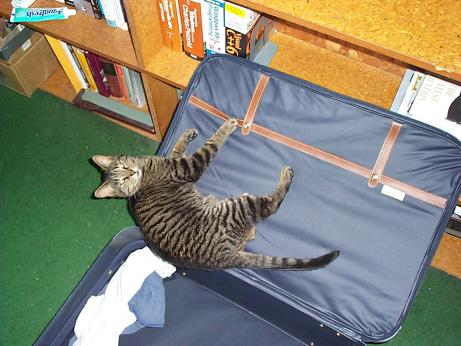 cat on a suitcase