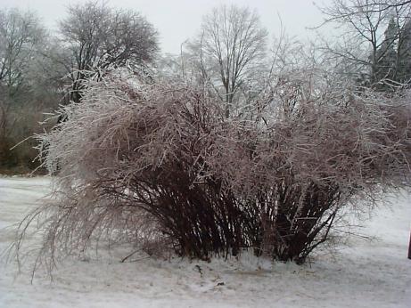 an ice covered bush