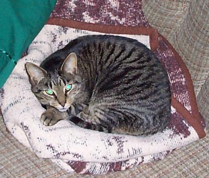 cat on couch