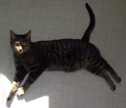 cat on floor