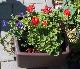 a flower pot on the side walk [click to enlarge]