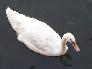 A swan [click to enlarge]