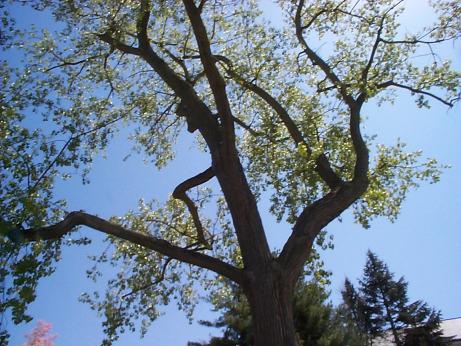 trees and blue sky looking upward