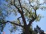trees and blue sky looking upward [click to enlarge]