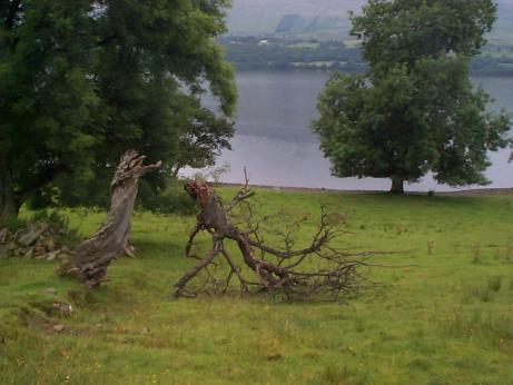 tree torn apart by the wind